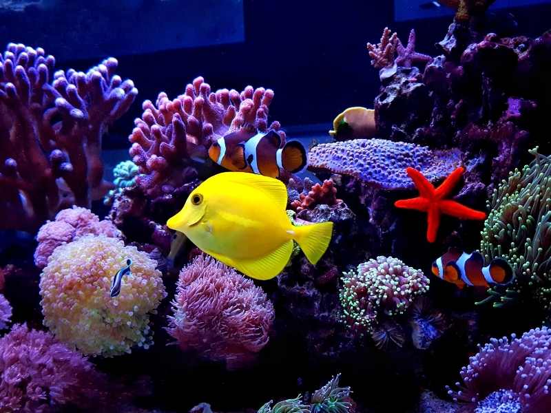 Melbourne Tropical Fish (Pets & Animals Other Pets)